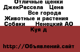 Отличные щенки ДжекРассела › Цена ­ 50 000 - Все города Животные и растения » Собаки   . Ненецкий АО,Куя д.